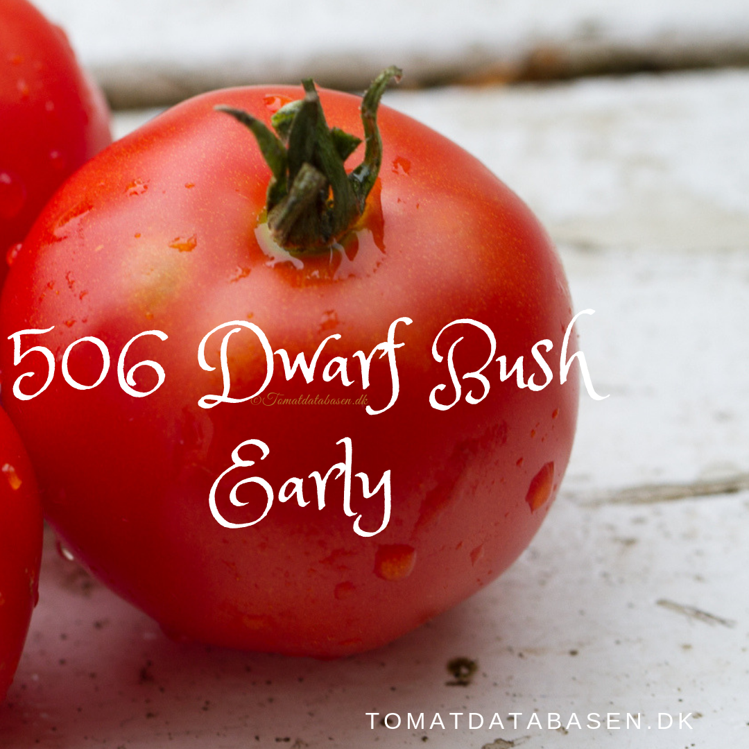 506 Dwarf Bush Early